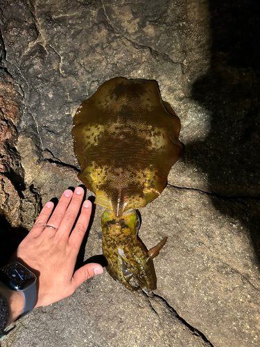 アオリイカの釣果