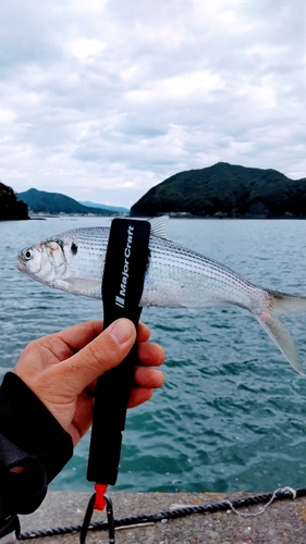 コノシロの釣果