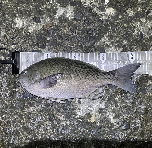 クチブトグレの釣果