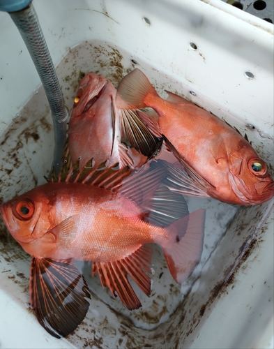 キントキダイの釣果