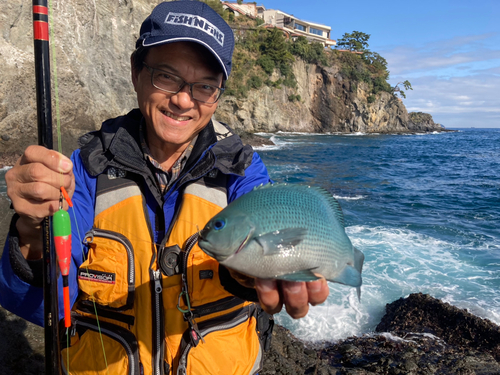 メジナの釣果