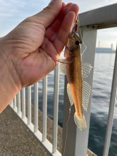 マハゼの釣果