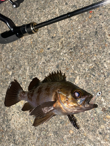 アカメバルの釣果