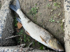 ニゴイの釣果