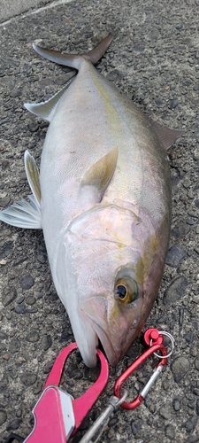 ネリゴの釣果