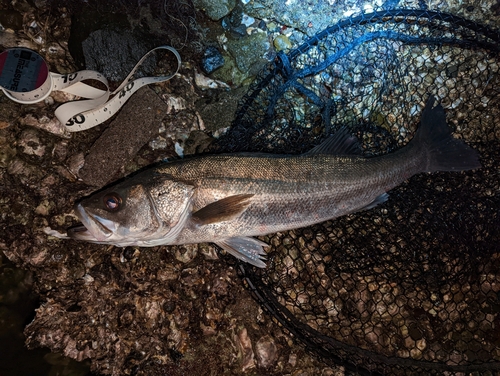 シーバスの釣果