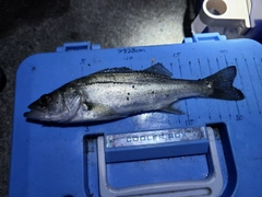 セイゴ（マルスズキ）の釣果