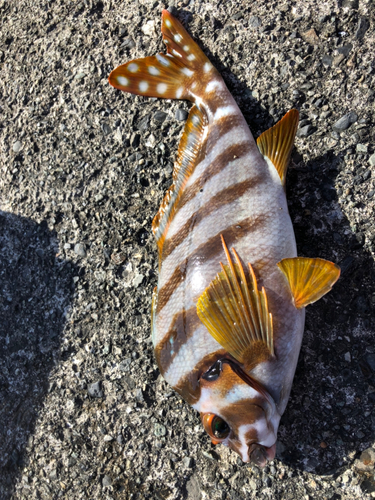 タカノハダイの釣果