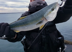 イナダの釣果