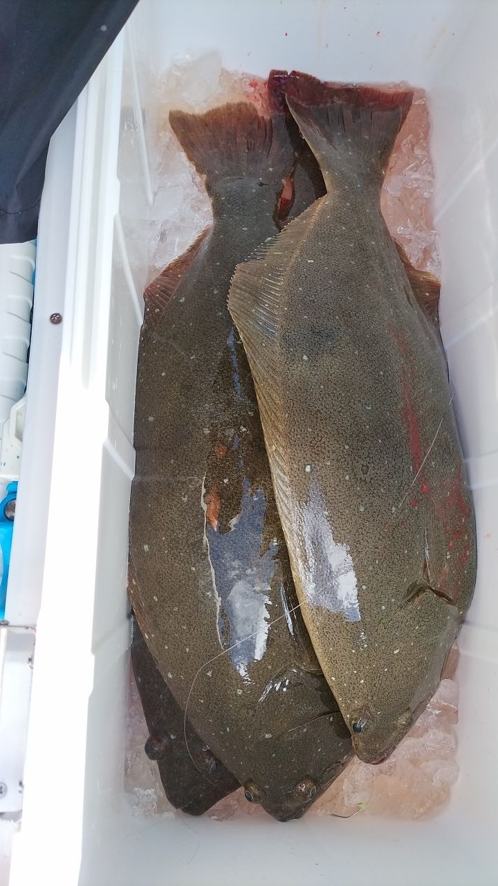 キャニリバさんの釣果 3枚目の画像