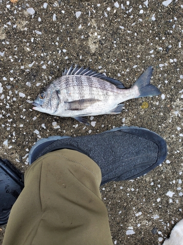 メイタの釣果