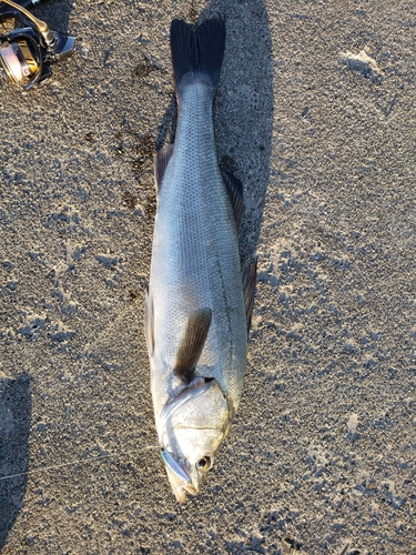 スズキの釣果