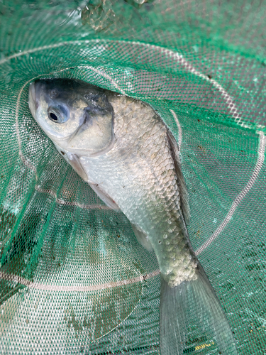 ヘラブナの釣果