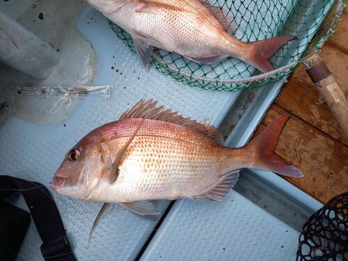 マダイの釣果