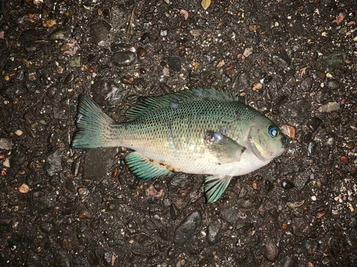 メジナの釣果