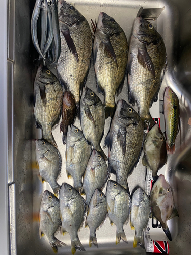 チヌの釣果