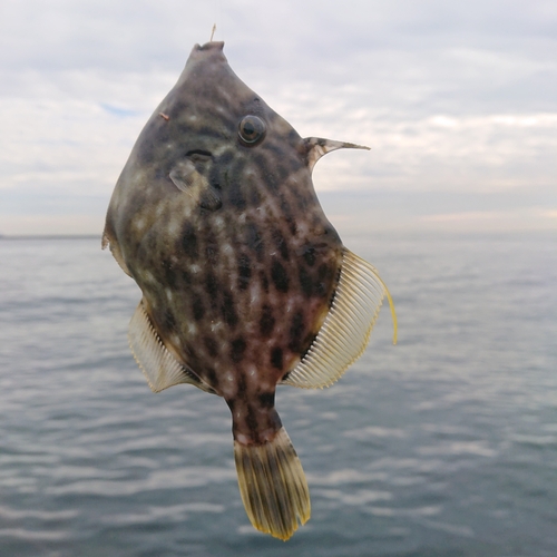 カワハギの釣果