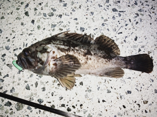 クロソイの釣果