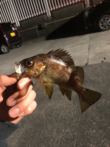 メバルの釣果