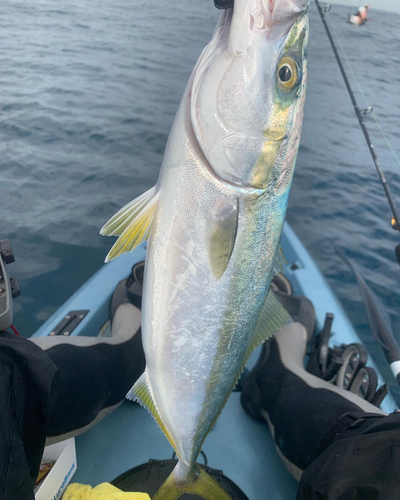 イナダの釣果