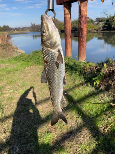 コイの釣果