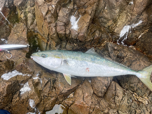 ヤズの釣果