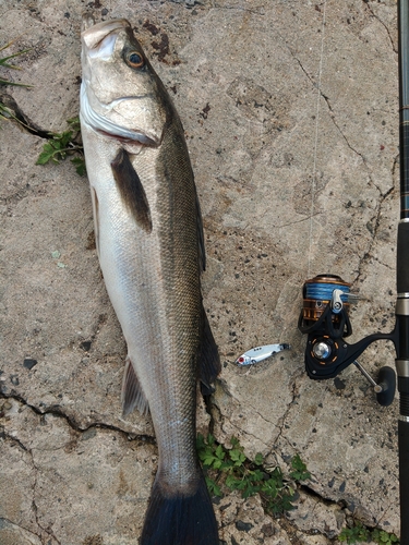 スズキの釣果