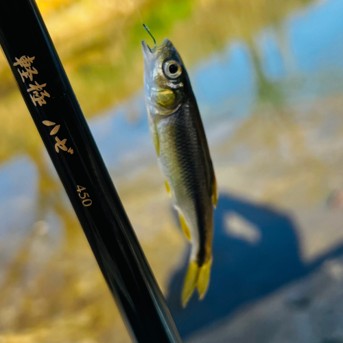 カワムツの釣果