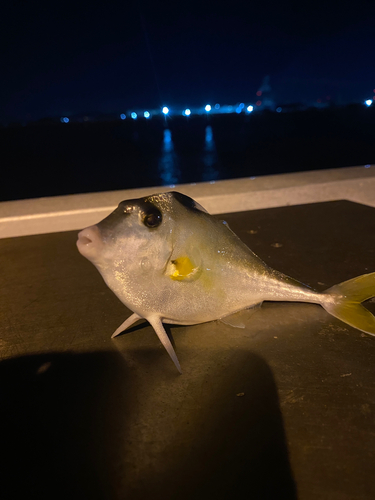 ギマの釣果