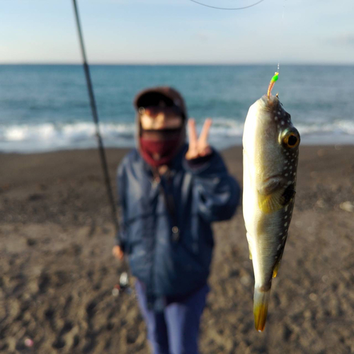 フグの釣果