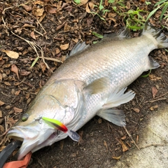 バラマンディの釣果