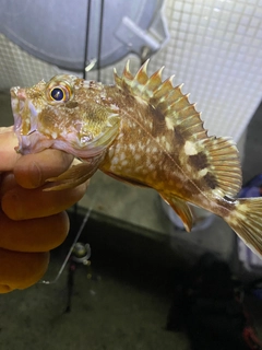 カサゴの釣果