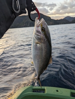 ショゴの釣果