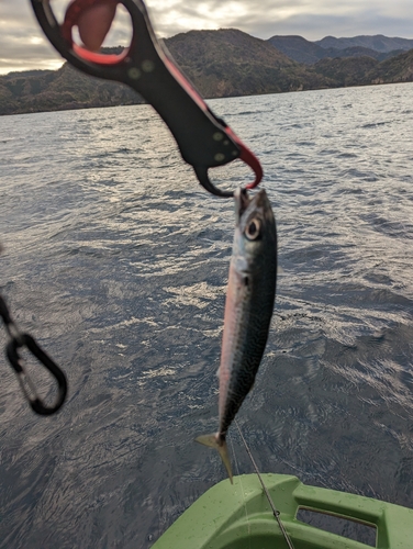 サバの釣果