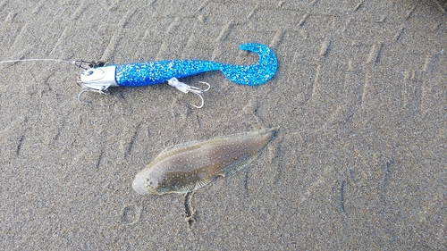 シタビラメの釣果