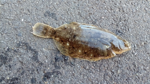 カレイの釣果