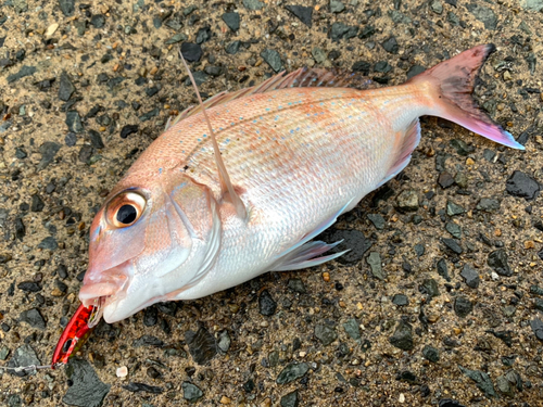 タイの釣果