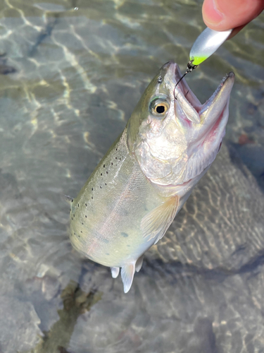 ニジマスの釣果