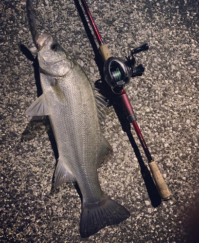 ヒラスズキの釣果