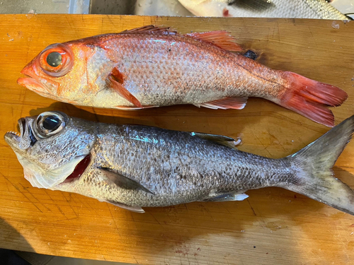 アカムツの釣果