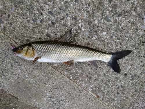 ニゴイの釣果