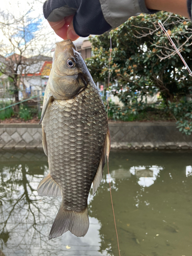 ギンブナの釣果