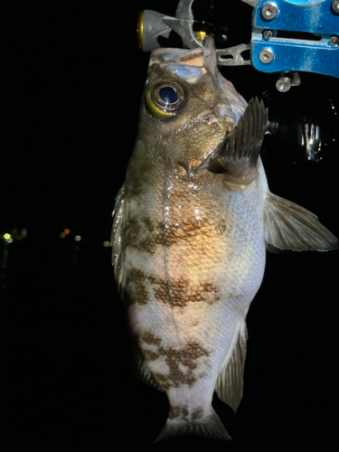 メバルの釣果