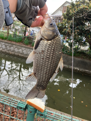 ギンブナの釣果