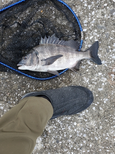 メイタの釣果