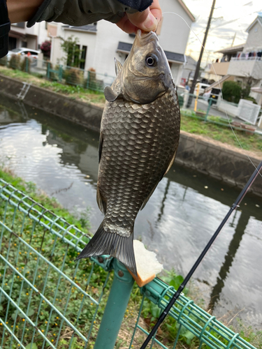 ギンブナの釣果