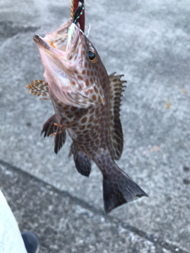 オオモンハタの釣果