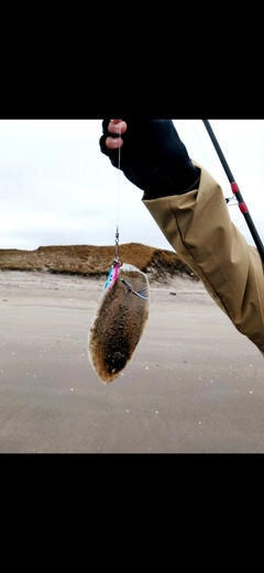 シタビラメの釣果