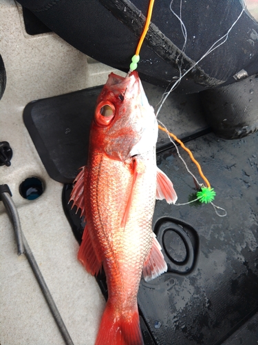 アカムツの釣果