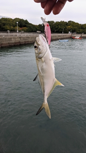 メッキの釣果